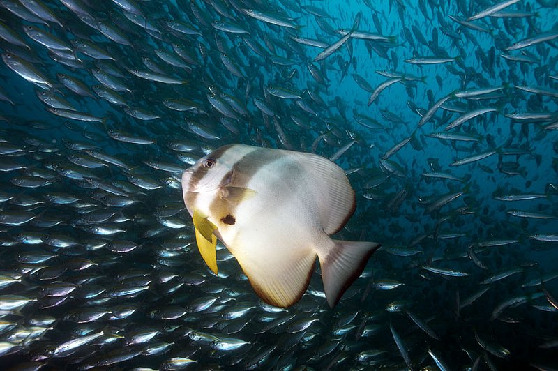 IMG_3303.jpg :: Batfish (Platax orbicularis) surrounded by a cloud of yellowtail barracuda (Sphyraena flavicauda) at Boonsung Wreck. Khao Lak, Andaman Sea, Thailand.