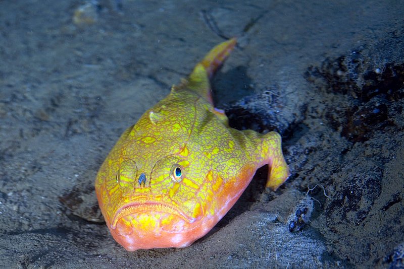 IMG_3500.jpg :: An angry looking pink frogmouth (Chaunax pictus) in deep sea waters off of Roatan, Honduras.