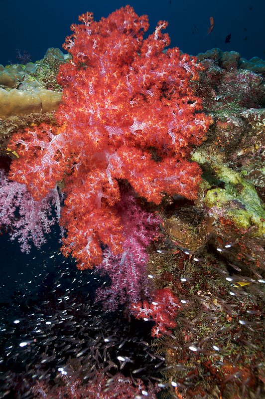 IMG_3522.jpg :: Colorful soft corals (Dendronephthya sp.) paint East of Eden, Similan Islands, Andaman Sea, Thailand.