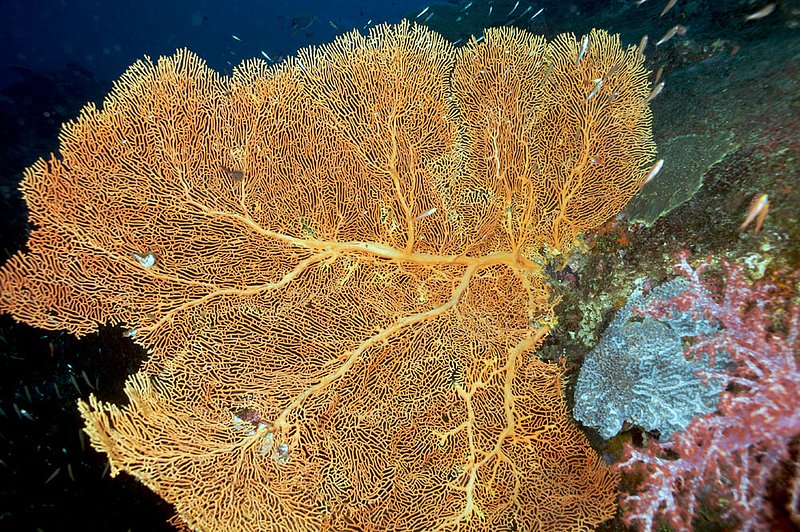 IMG_3579.jpg :: Gorgonian seafan (Annella mollis), Similan Islands, Adaman Sea, Thailand.