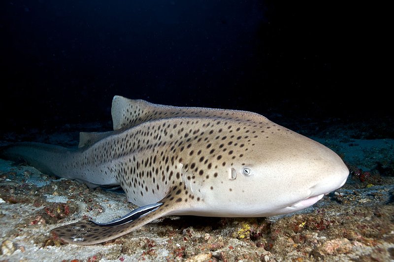 IMG_3618.jpg :: Leopard Shark (Triakis semifasciata) resting early in the morning on North Point Similan Islands, Andaman Sea, Thailand.