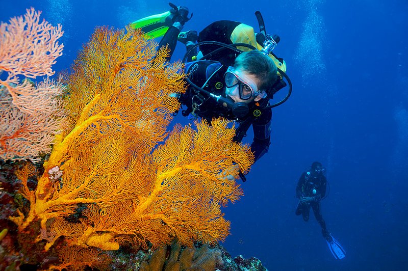 IMG_3688.jpg :: A diver observes a gorgonian sea fans (Melithaea sp.) in the Similan Islands, Andaman Sea, Thailand.