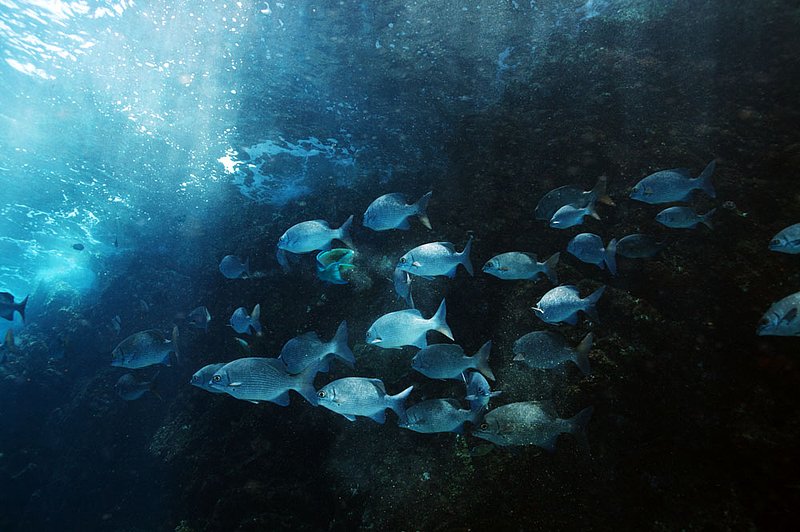 IMG_3733.jpg :: Fish in the shallows of Koh Bon, Similan Islands, Andaman Sea, Thailand.