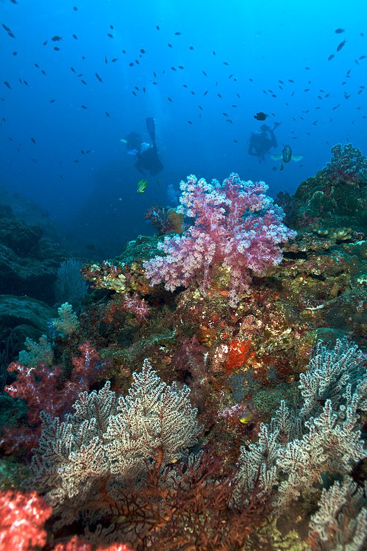 IMG_3783.jpg :: Scuba diving Similan Islands, Andaman Sea, Thailand.
