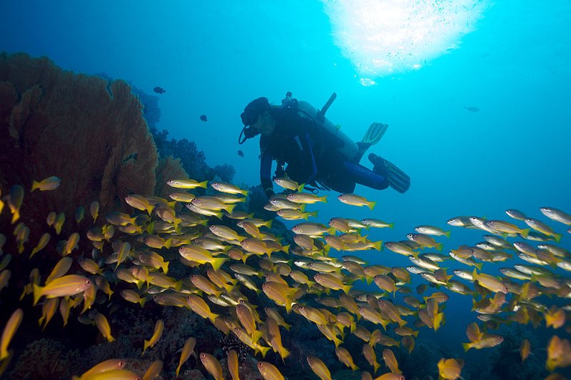 IMG_3799.jpg :: Yellowfin fusiliers (Caesio xanthonotus) and diver in the Similan Islands, Andaman Seak, Thailand.