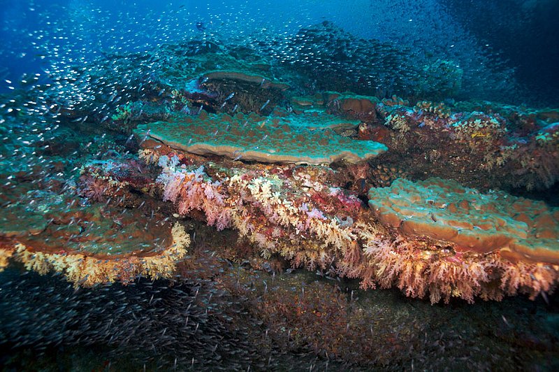 IMG_3842.jpg :: A busy reef in the Similan Islands, Andaman Sea, Thailand.