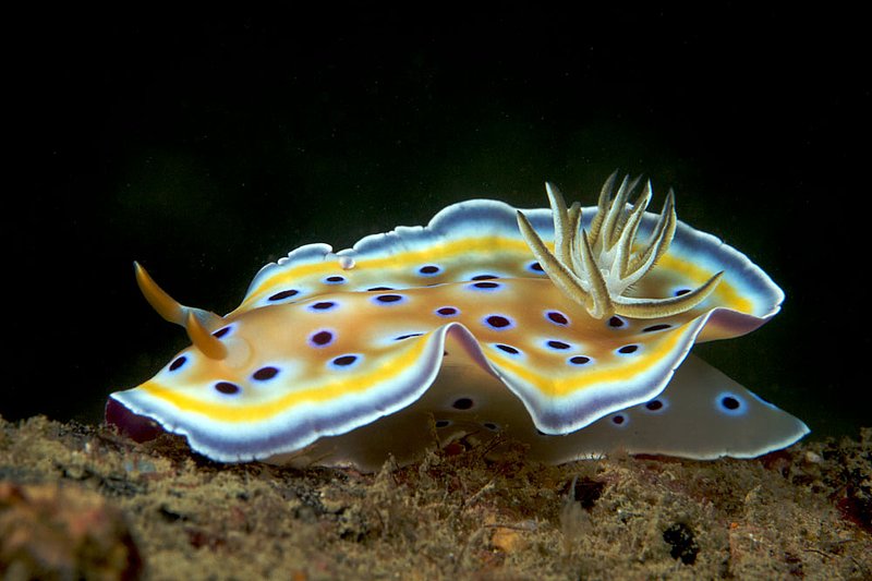 IMG_3992.jpg :: Nudibranch (Chromodoris geminus) moving about on Boonsung Wreck.  Khao Lak, Andaman Sea, Thailand.