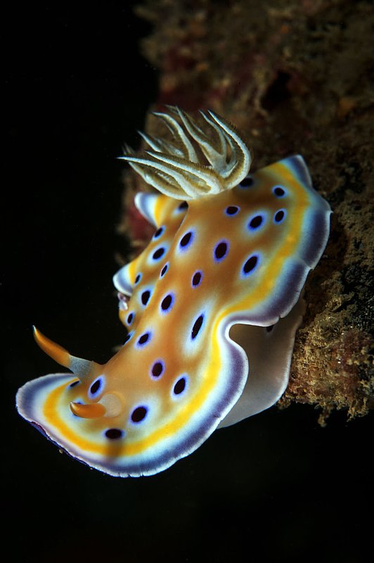 IMG_4005.jpg :: Nudibranch (Chromodoris geminus) moving about on Boonsung Wreck.  Khao Lak, Andaman Sea, Thailand.
