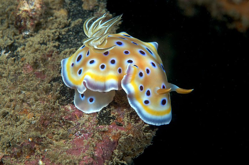 IMG_4009.jpg :: Nudibranch (Chromodoris geminus) moving about on Boonsung Wreck.  Khao Lak, Andaman Sea, Thailand.