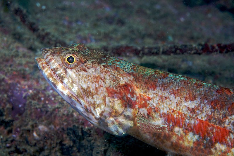 IMG_4023.jpg :: A lizardfish (Synodus binotatus) pauses for a moment before scampering away in the  Similan Islands, Andaman Sea, Thailand.
