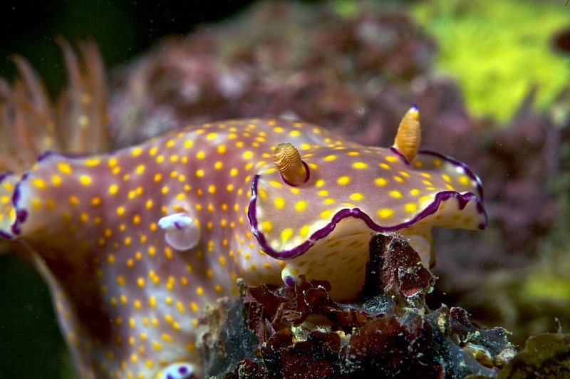 IMG_4110.jpg :: A large nudibranch (Risbecia pilchella) on Boonsung Wreck, Khao Lak, Andaman Sea, Thailand.