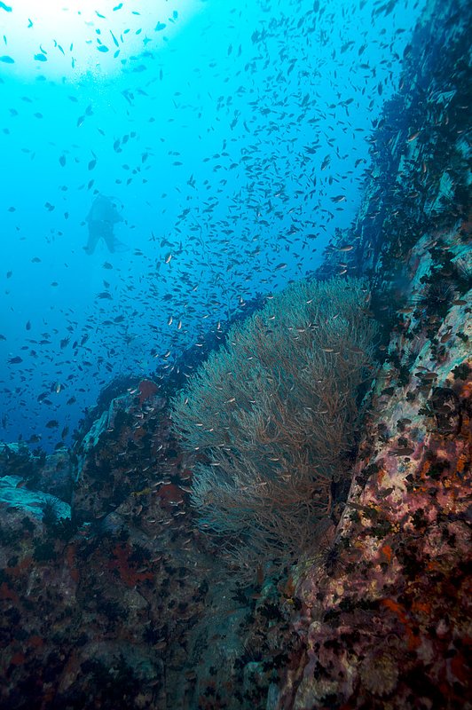 IMG_4460.jpg :: Southwest Pinnacle, Koh Tao, Thailand.