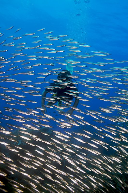 IMG_4538.jpg :: Diver with a school of yellowtail barracuda (Sphyraena flavicauda)  on Southwest Pinnacle, Koh Tao, Gulf of Thailand, Thailand.  MR