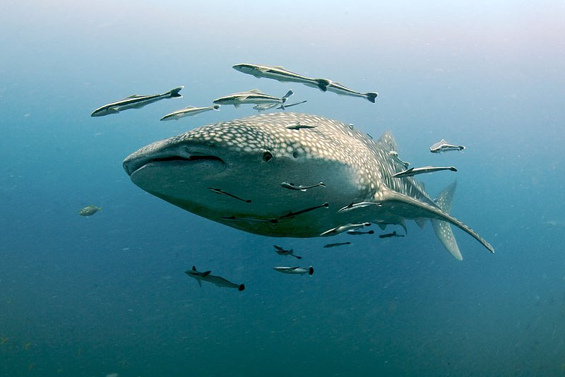 IMG_4817.jpg :: A large whale shark (Rhincodon typus) swims around Sailrock in the Gulf of Thailand.