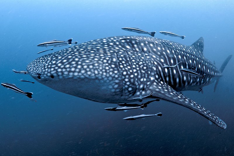 IMG_4827.jpg :: A large whaleshark (Rhincodon typus) swims around Sailrock in the Gulf of Thailand.
