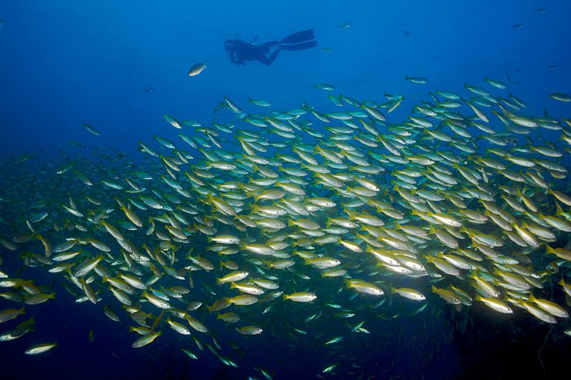 IMG_4847.jpg :: Yellowfin fusiliers (Caesio xanthonotus) and diver on Southwest Pinnacle off of Koh Tao, Gulf of Thailand, Thailand.