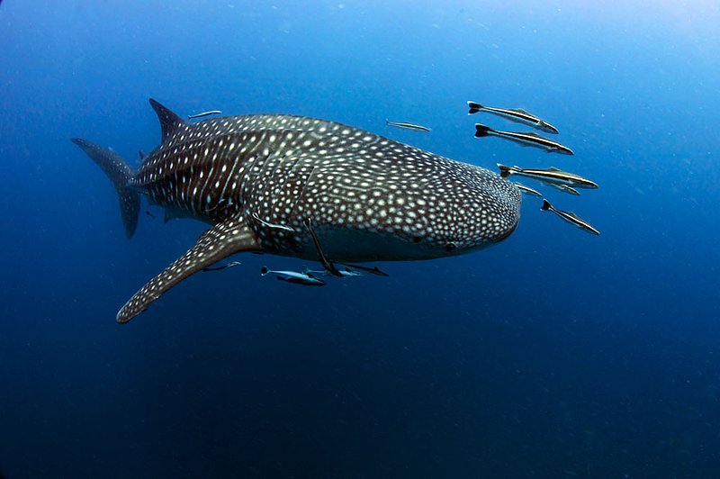 IMG_4868.jpg :: A large whaleshark (Rhincodon typus) swims around Sailrock in the Gulf of Thailand.