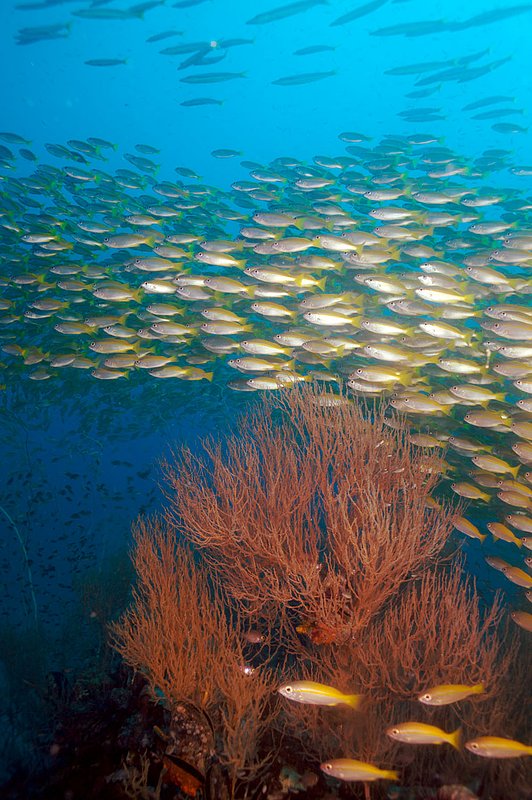 IMG_4910.jpg :: Yellowfin fusiliers (Caesio xanthonotus) schooling around Southwest Pinnacle off of Koh Tao, Thailand.
