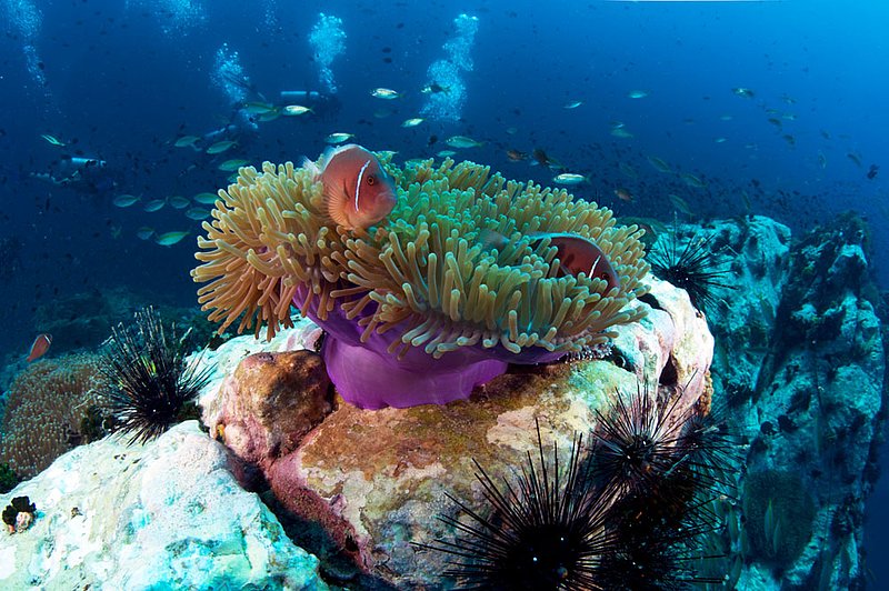 IMG_4924.jpg :: Two pink skunk clownfish (Amphiprion perideraion) at Southwest Pinnacle, Koh Tao, Gulf of Thailand, Thailand.