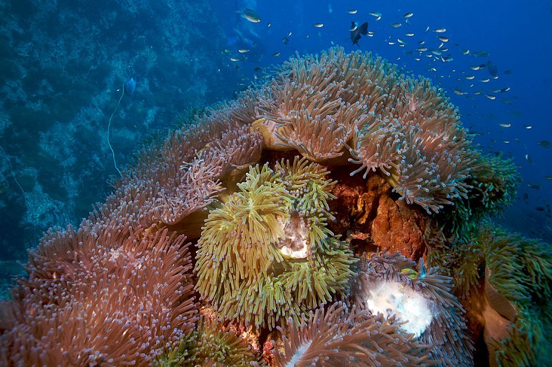 IMG_4989.jpg :: Anemones on Chumpon, Koh Tao, Thailand.