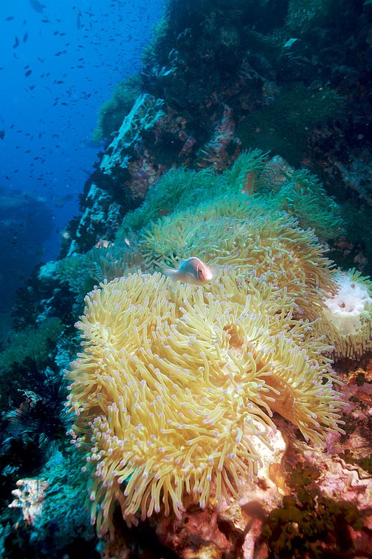 IMG_5016.jpg :: Pink anemonefish (Amphiprion perideraion)  on Southwest Pinnacle, Koh Tao, Thailand.