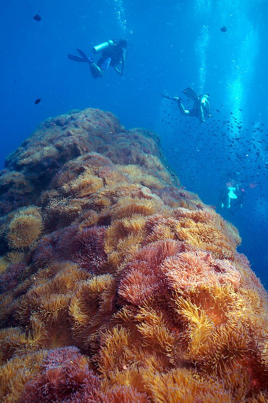 IMG_5159.jpg :: Divers gliding over Chumpon off of Koh Tao, Thailand