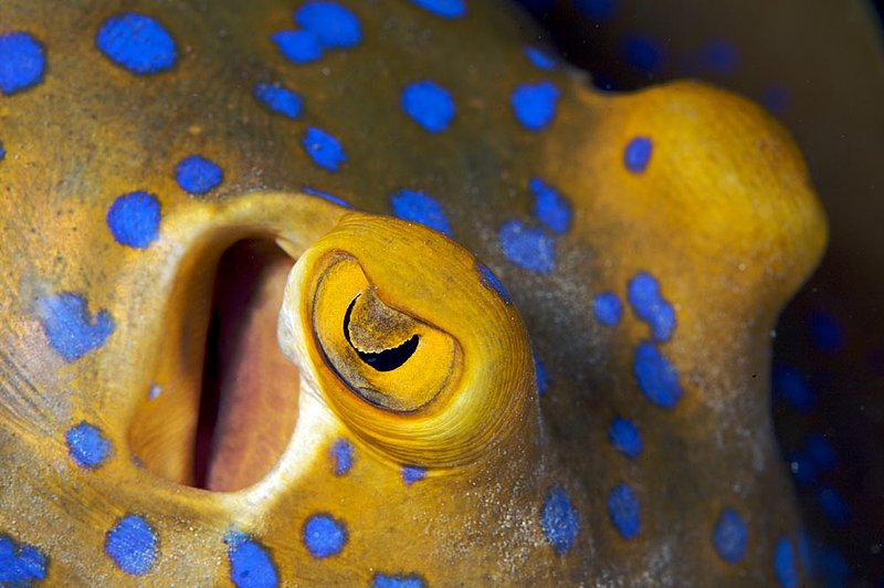 IMG_5207.jpg :: Blue spotted stingray (Taeniura lymma) off of Koh Tao, Gulf of Thailand, Thailand.
