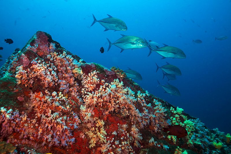 IMG_5285.jpg :: Giant trevally (caranx ignobilis) swim against the current over the ridge at Koh Bon in the Similan Islands, Andaman Sea, Thailand.