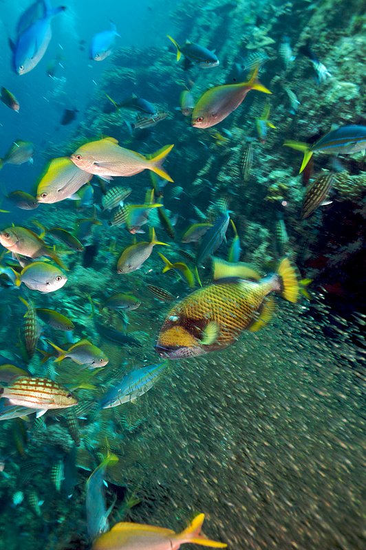 IMG_5420.jpg :: A baitball feeding frenzy off of Koh Bon, Similan Islands, Thailand.
