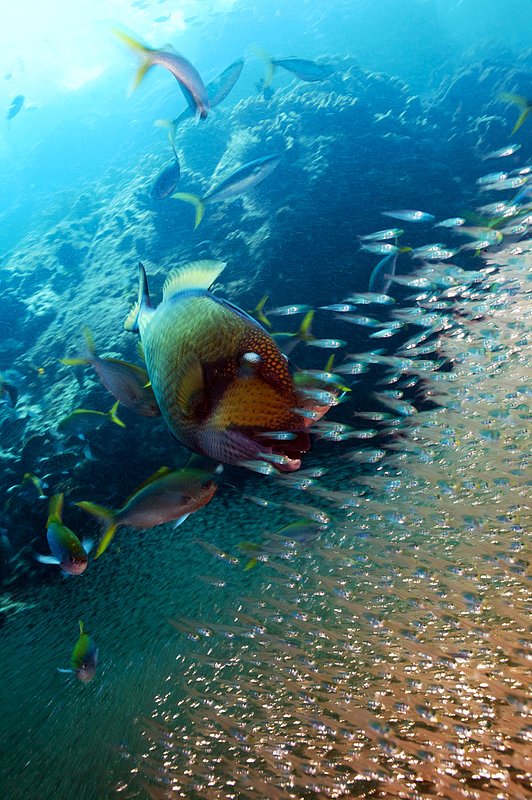 IMG_5460.jpg :: A titan triggerfish (Balistoides viridescens) swims speedily through a school of glass fish during a feeding frenzy of different species of fish, Similan Islands, Andaman Sea, Thailand.