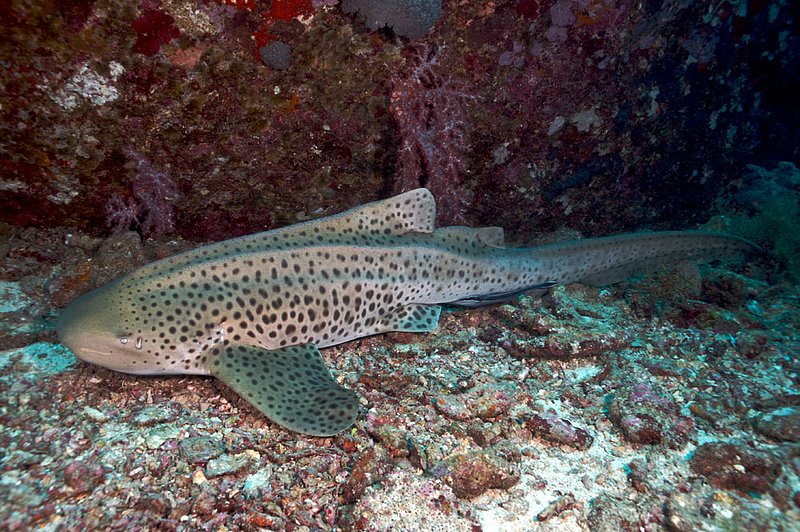 IMG_5532.jpg :: Leopard Shark (Triakis semifasciata), Similan Islands, Thailand, Andaman Sea.
