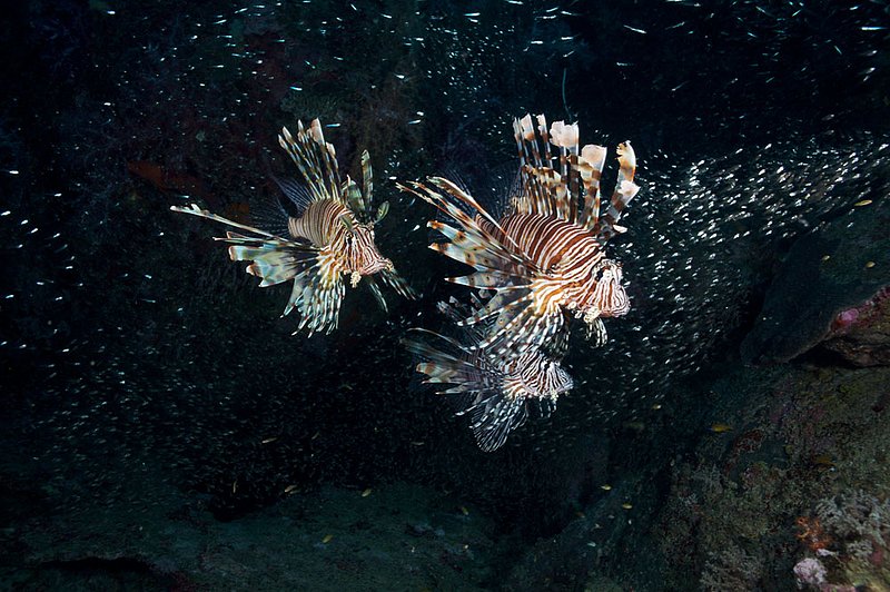 IMG_5794.jpg :: Three lionfish (Pterois Miles) float about while glass fish swim around them on the Similan Islands, Andaman Sea, Thailand.