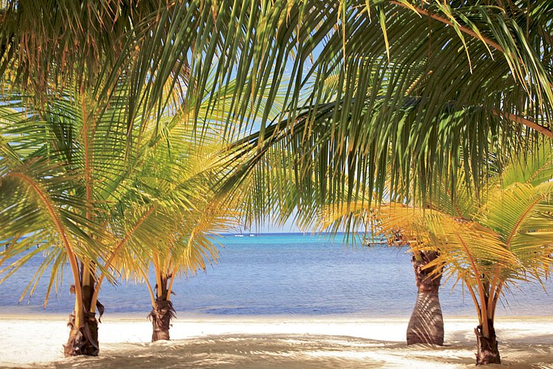 IMG_5879.jpg :: Palm trees on a Roatan beach, Honduras.