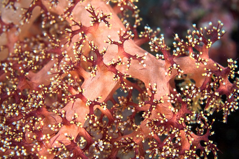 IMG_6047.jpg :: Soft Coral, Similan Islands, Thailand.
