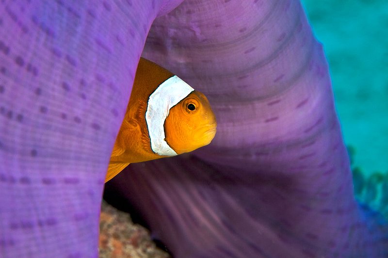 IMG_6052.jpg :: Clown anemonefish (Amphiprion ocellaris) hiding under a purple anemone, Similan Islands, Thailand.