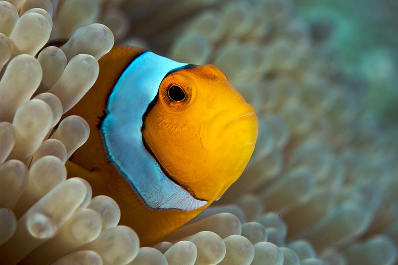 IMG_6103.jpg :: Clown anemonefish (Amphiprion ocellaris), Similan Islands, Andaman Sea, Thailand.