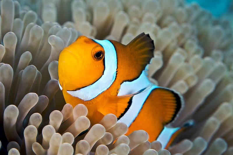 IMG_6108.jpg :: Clown anemonefish (Amphiprion ocellaris), Similan Islands, Andaman Sea, Thailand.