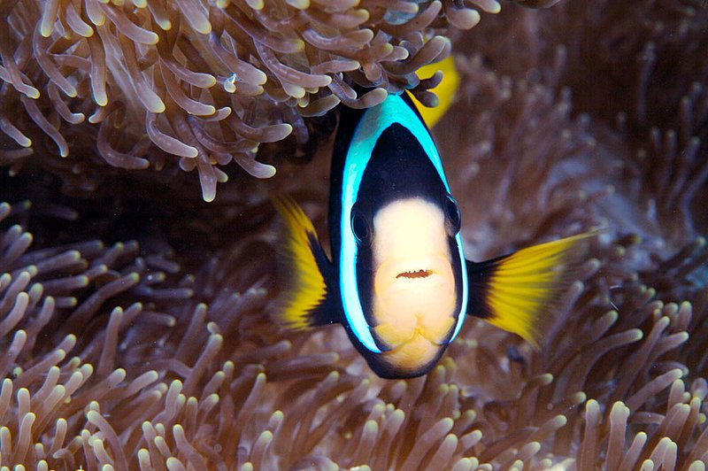 IMG_6109.jpg :: Clarks Anemonefish (Ampiprion clarkii) photographed in the Similan Islands, Andaman Sea, Thailand.