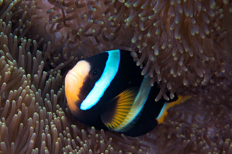 IMG_6112.jpg :: Clarks Anemonefish (Ampiprion clarkii) photographed in the Similan Islands, Andaman Sea, Thailand.