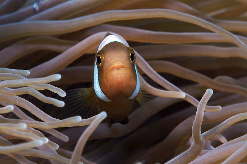IMG_6139.jpg :: Saddleback clownfish (Amphiprion polymnus) in anemone, Koh Tao,  Gulf of Thailand, Thailand.