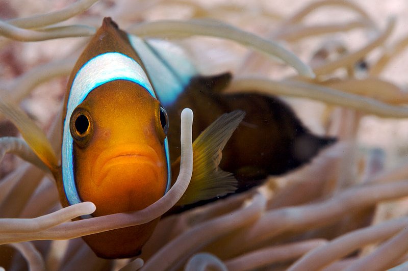 IMG_6148.jpg :: Saddleback clownfish (Amphiprion polymnus) in anemone, Koh Tao,  Gulf of Thailand, Thailand.