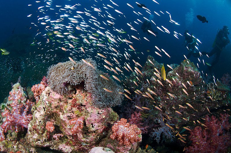IMG_6304.jpg :: The reef at Koh Tachai Plateau covered with soft corals, anemones, and schools of fish in the Similan Islands, Andaman Sea, Thailand.