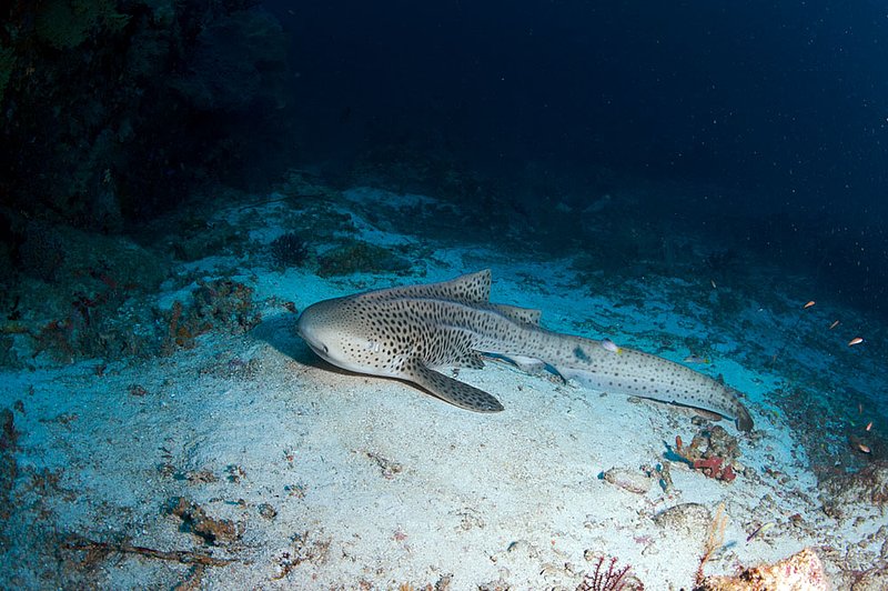 IMG_6379.jpg :: A resting leopard shark (Triakis semifasciata) at Koh Bon Pinnacle in the Similan Islands, Andaman Sea, Thailand.