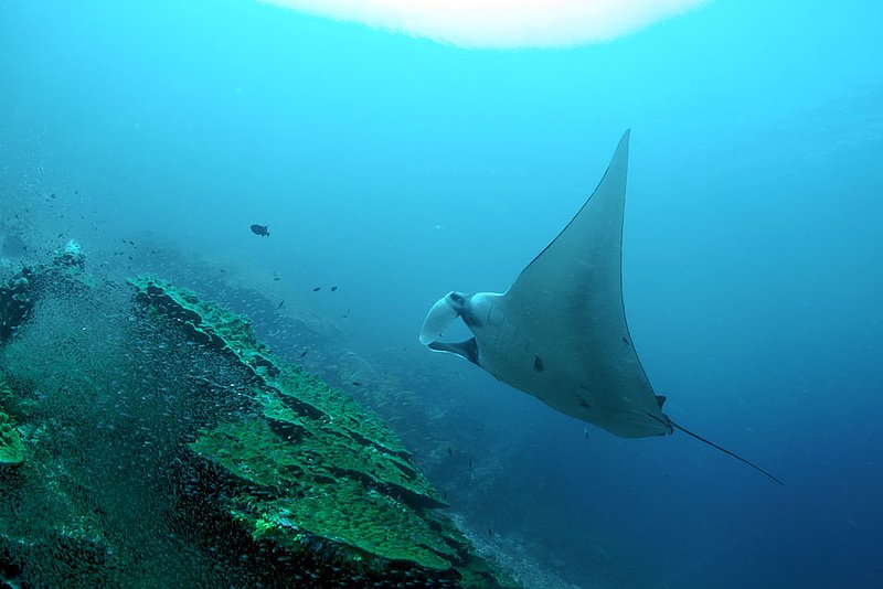 IMG_6411.jpg :: A giant manta ray (Manta birostris) gliding over Koh Bon in Similan Islands, Andaman Sea, Thailand.