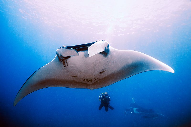 IMG_6517.jpg :: Two large manta rays (Manta birostris) and a videographer soar around Koh Bon in the Similan Islands, Andaman Sea, Thailand.