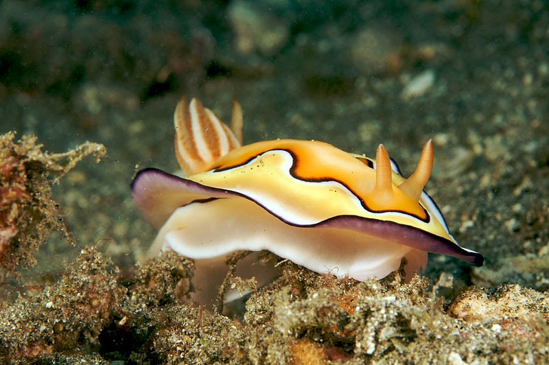 IMG_6568 36.jpg :: A nudibranch (Chromodoris coi) off of Bali, Indonesia.