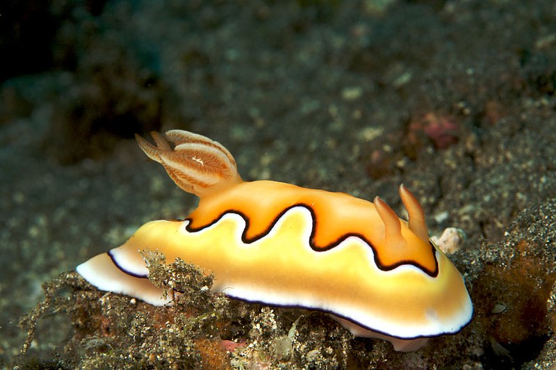 IMG_6577 45.jpg :: A brilliant chromodoris coi nudibranch finds its way around Blue Lagoon off of Bali, Indonesia, Indian Ocean.