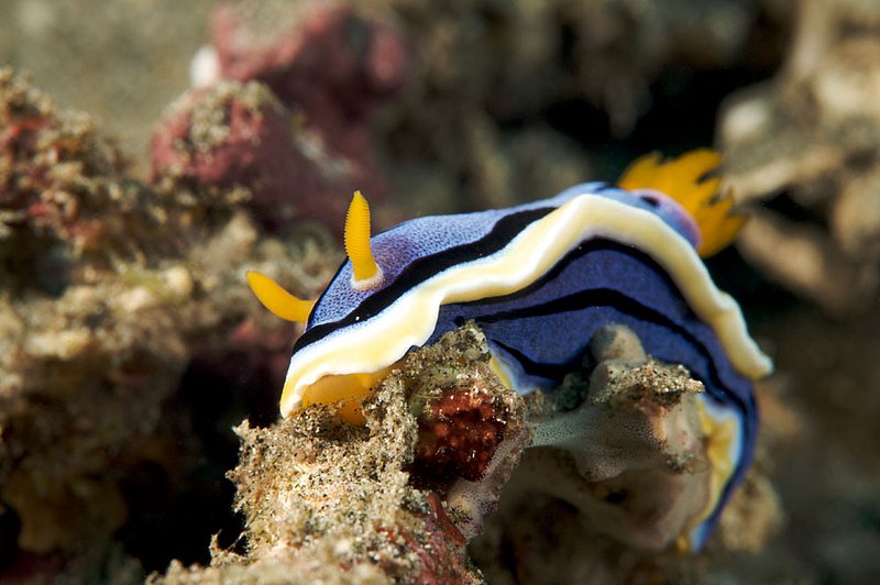 IMG_6589 57.jpg :: A chromodoris annae nudibranch, Bali, Indonesia, Indian Ocean.