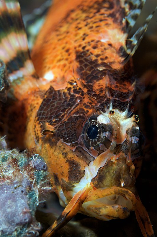 IMG_6639.jpg :: Fu man chu lionfish (Dendrochirus biocellatus) at East of Eden, Similan Islands, Thailand.