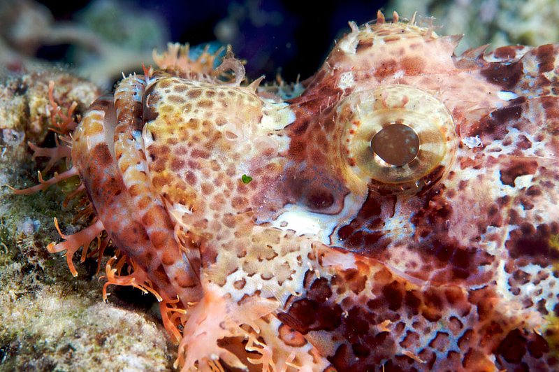 IMG_6643 111.jpg :: An intimate image of a scorpionfish (Scorpaenopsis oxycephata) off of Bali, Indonesia.